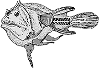 Bild-frogfish