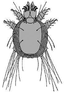 Bild-Harpyrynchus