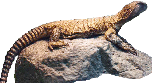 Uromastyx