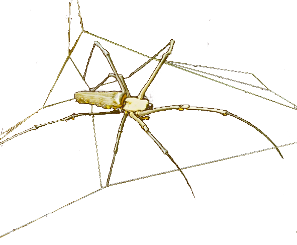 arachnida