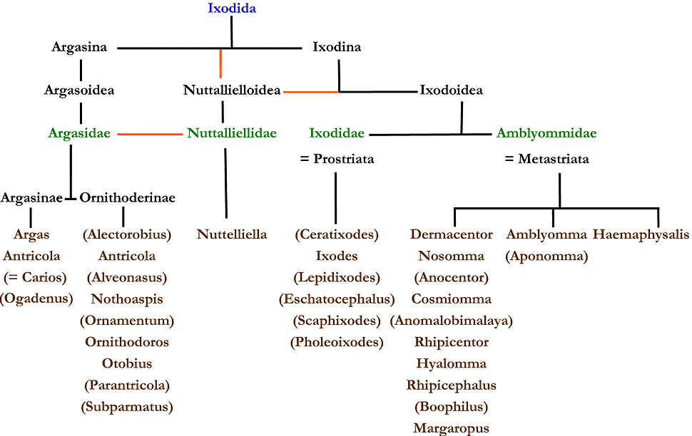 Bild-System