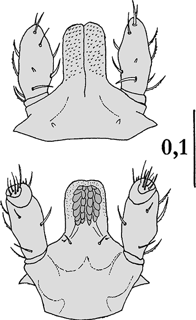 Bild-D. marginatus Capitulum, Larve