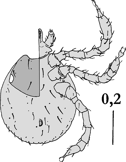 Bild-D. marginatus Habitus, Larve