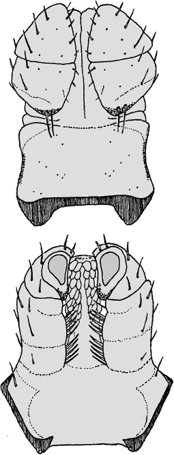 Bild-D. marginatus Capitulum, Maennchen