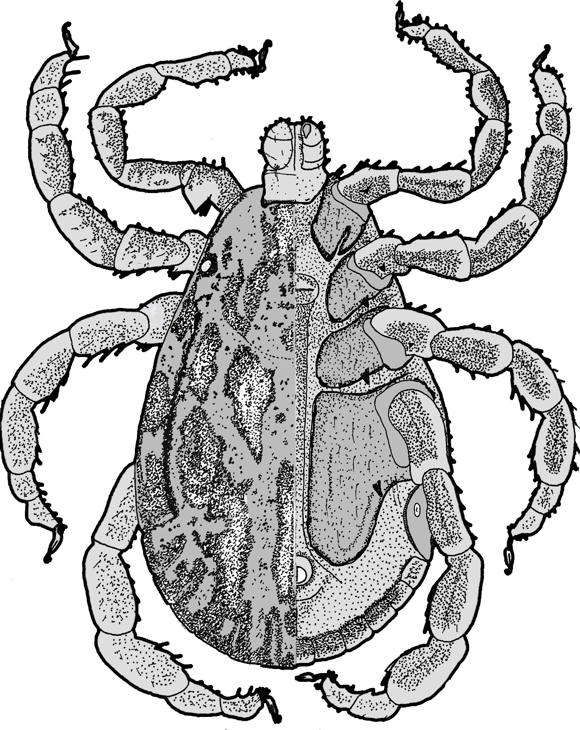 Bild-D. marginatus Habitus, Männchen