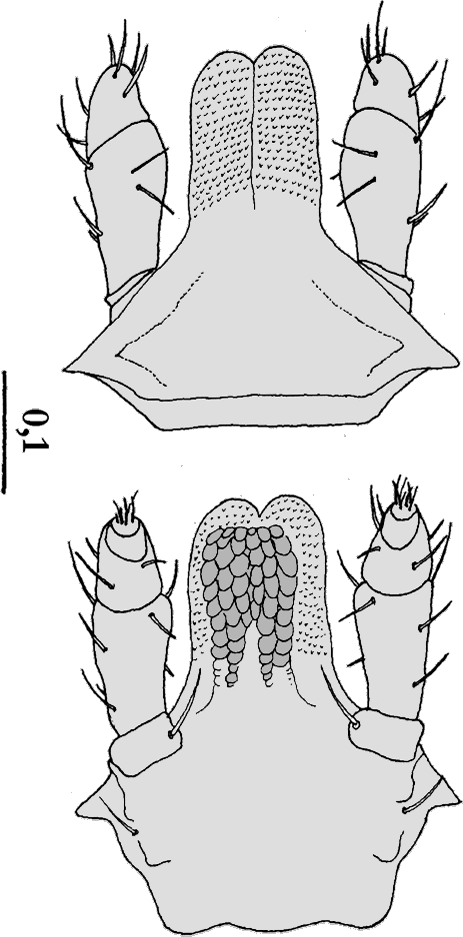 Bild-D. marginatus Capitulum, Nymphe