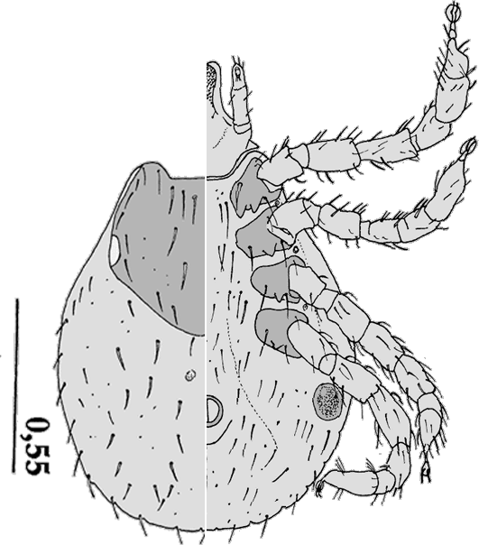 Bild-D. marginatus Habitus, Nymphe