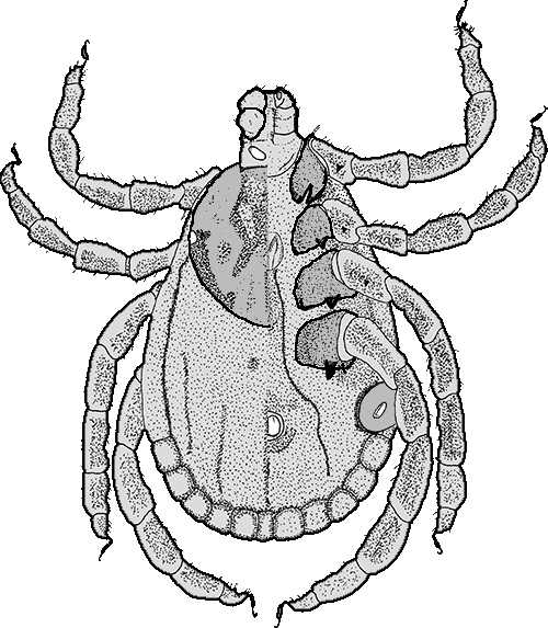 Bild-D. marginatus Habitus, Weibchen