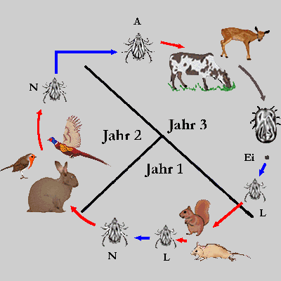 Bild-Zyklus Dermacentor