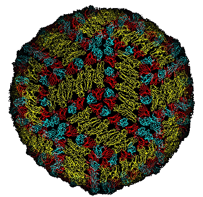 Bild-FSME-Virus