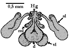 Bild-Genesches Organ von Nuttallielliden