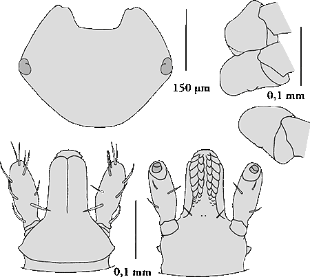 Bild-Hyalomma Larve