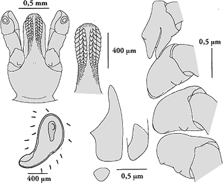 Bild-Hyalomma male