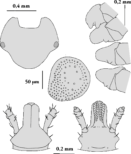 Bild-Hyalomma male