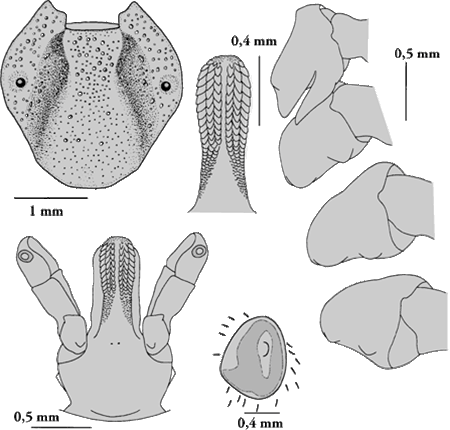 Bild-Hyalomma female