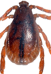 Bild-Haemaphysalis sulcata male