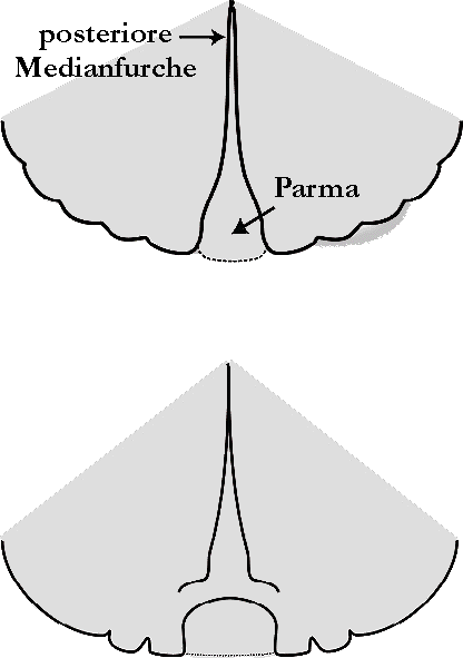 Bild-Hyalomma male Key