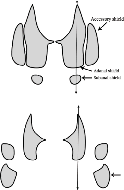 Bild-Hyalomma male Key