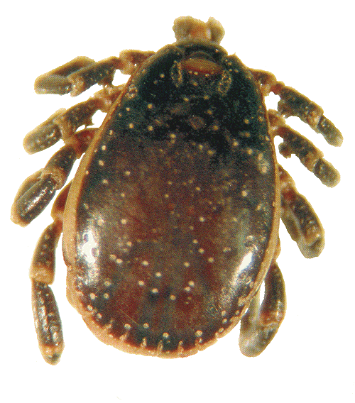 Bild-Hyalomma aegyptium