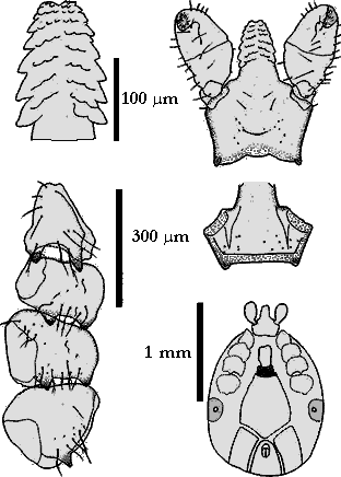 Bild-Ixodes acuminatus male