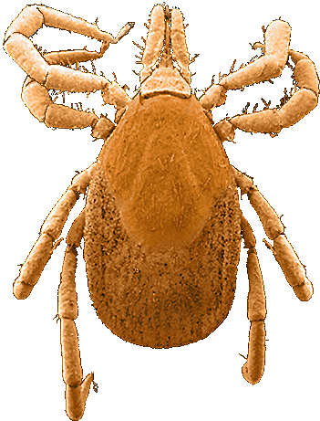 Bild-I. frontalis Weibchen