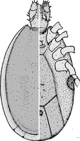 Bild-I. hexagonus, Maennchen Ruecken