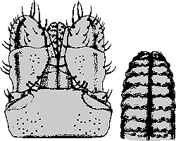 Bild-I. hexagonus, Maennchen