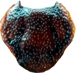 Bild-I. hexagonus, Schild des Weibchens