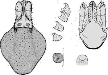 Bild-I. hexagonus, Weibchen