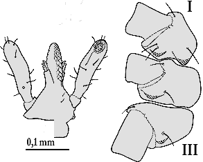 Bild-I. inopinatus, Larve Capitulum und Coxen