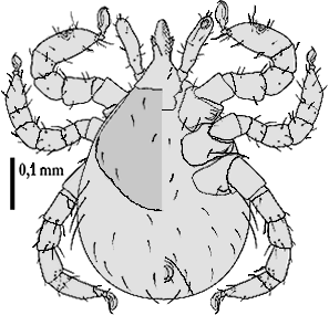 Bild-I. inopinatus Larve Habitus