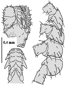 Bild-Gnathosoma und Hypostom von I. inopinatus, Maennchen