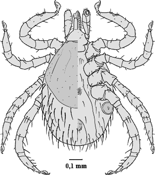 Bild-I. inopinatus, Nymphe Habitus