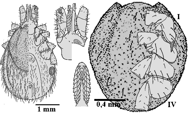 Bild-I. inopinatus, Weibchen