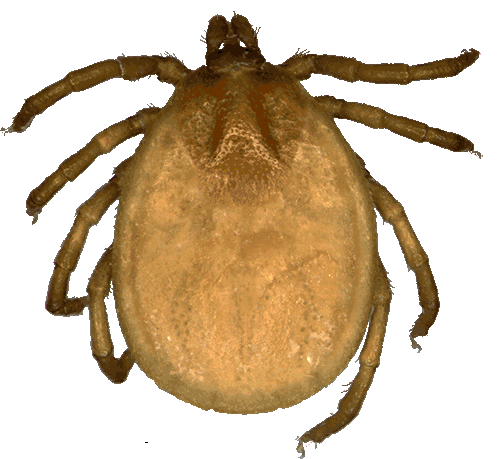 Bild-Ixodes lividus Weibchen