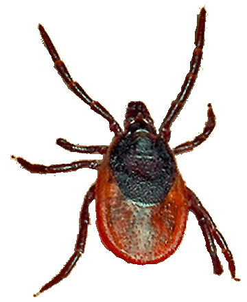 Bild-I. persulcatus Weibchen