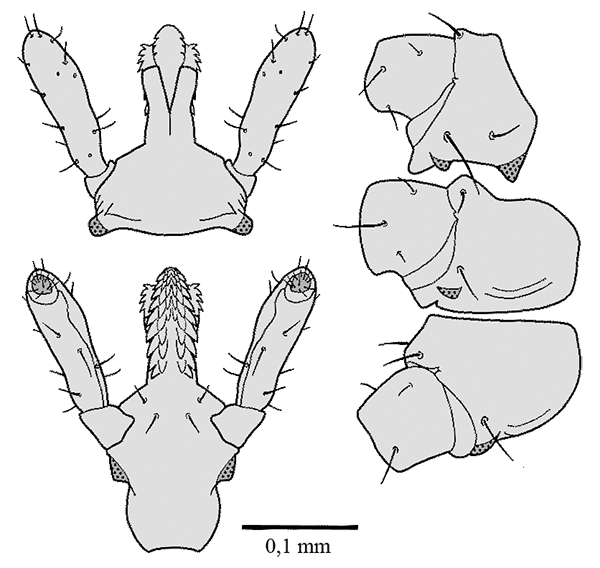 Bild-I. ricinus, Larve Capitulum und Coxen