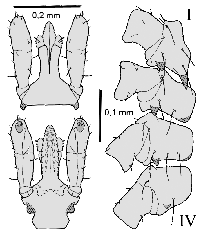 Bild-I. ricinus, Nymphe Capitulum und Coxen