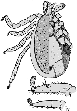 Bild-I. ricinus, Männchen