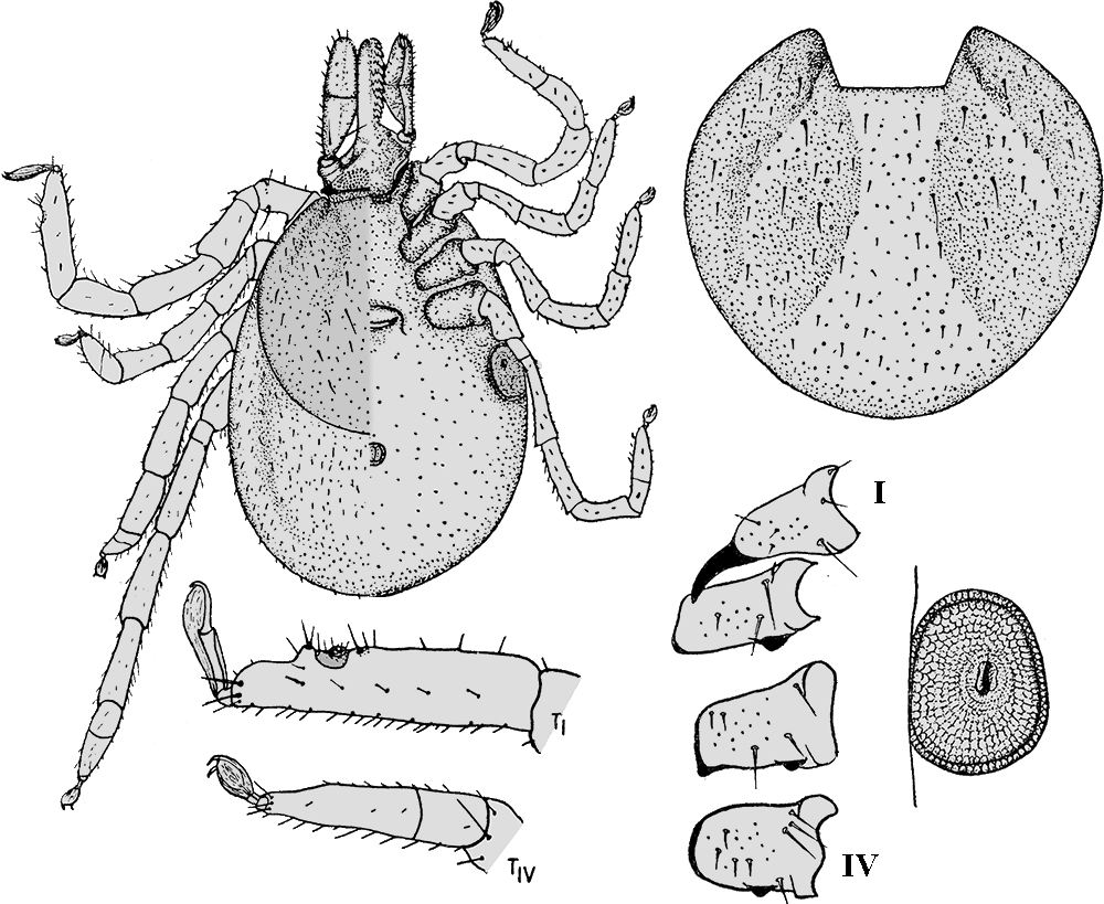 Bild-I. ricinus, Weibchen