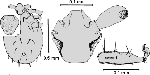 Bild-I. simplex, Larve