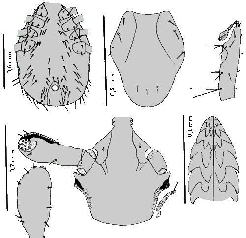 Bild-I. simplex, Nymphe