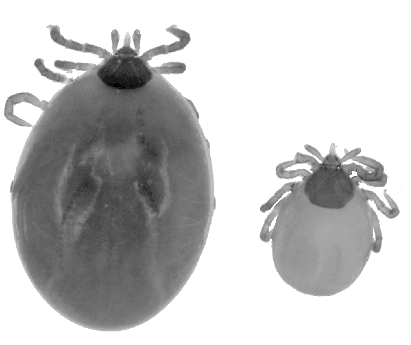 Bild-Ixodes frontalis Nymphe