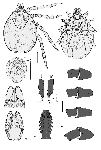 Bild-I. lividus Weibchen