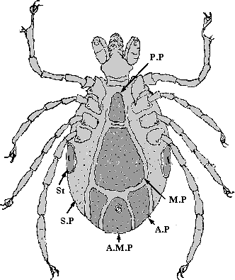 Bild-Bauchbeschilderung von Ixodes