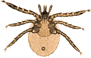 Bild-Larve von Ixodes ricinus