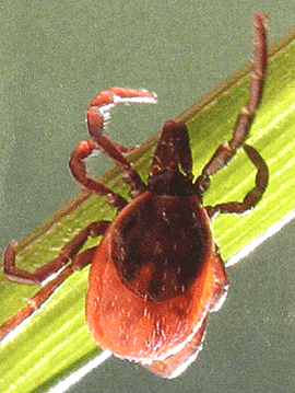 Bild-Ixodes lebendig