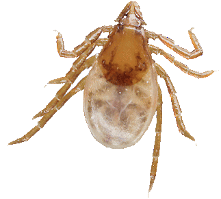 Bild-Ixodes trianguliceps Weibchen