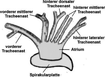 Bild-Stigmeneingang