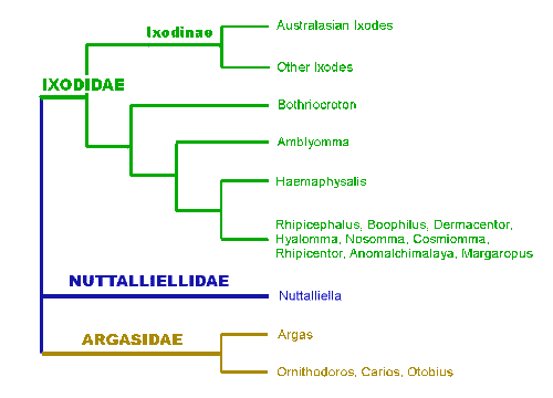 Bild-System der Ixodida